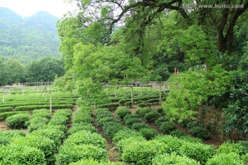 龙井村 龙井茶园