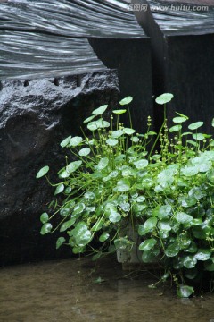 园艺小景 铜钱草