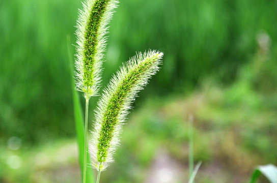 狗尾草