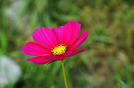 大波斯菊