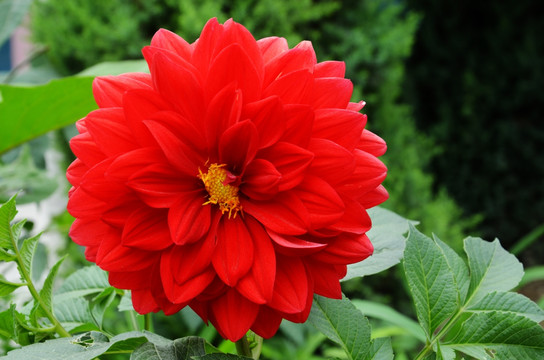 大丽花