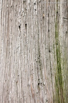 古木树纹
