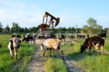 牛群 采油 油田