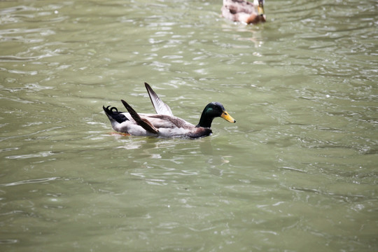 鸭子 游泳的鸭