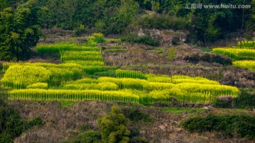 油菜花