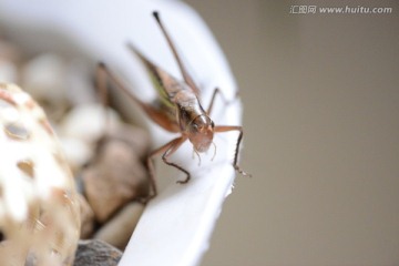 蝈蝈