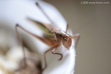 蝈蝈