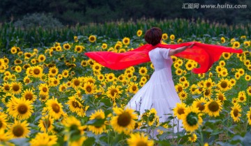 太阳花 向阳花 向日葵