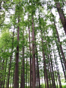 杉树林 树林