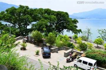 西昌青龙寺黄葛树