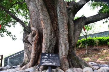 黄葛树