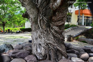 黄葛树