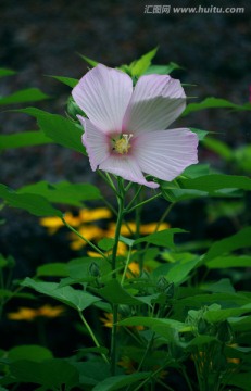 芙蓉葵