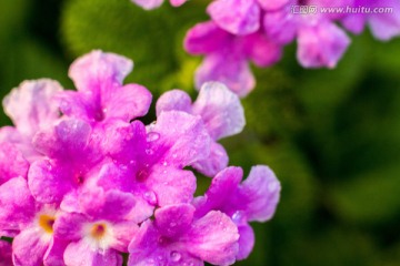 红色小花