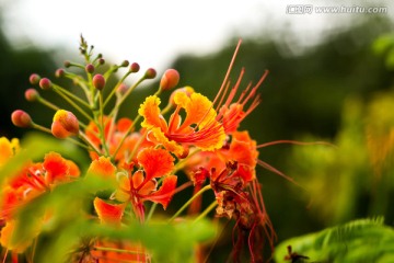 唯美金凤花红花