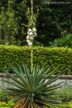 白花凤尾兰