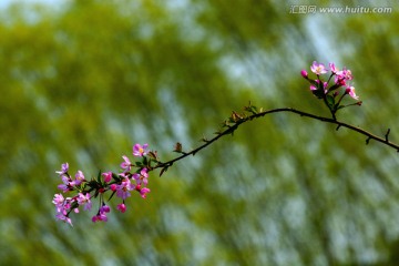 风中海棠花