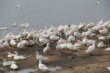 鸭子养殖