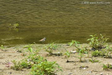 湿地公园的小鸟