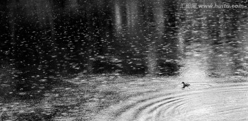 细雨中游动的小野鸭