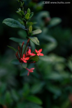 凋零的龙船花