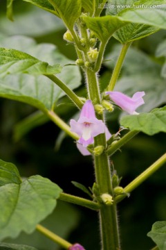 芝麻花 芝麻植株 芝麻全株