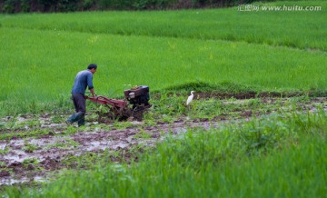 农民 稻田 拖拉机耕田