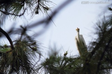 小白鹭 白鹭鸶