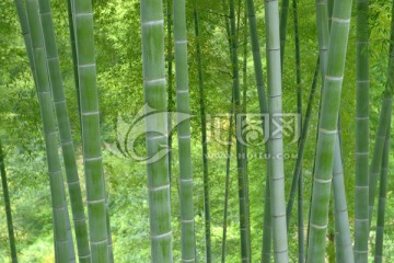 竹子园