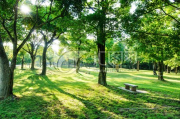 莲花山公园 绿色树林 草地