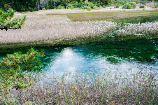 四川九寨沟芦苇海