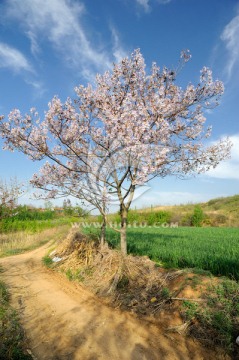 田间小道