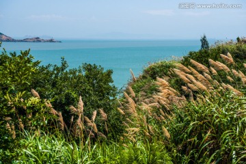 海边 礁石 杂草