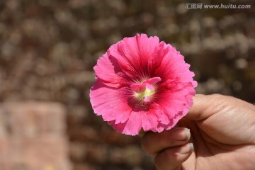 秫秸花