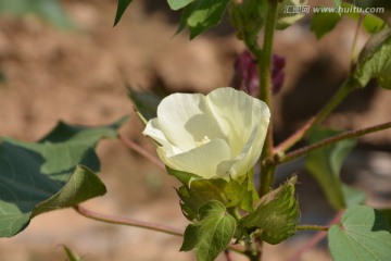 花卉 棉花