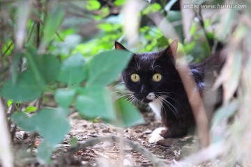 猫黑花猫 猫