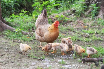 抱鸡母 鸡妈妈和小鸡