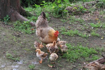 抱鸡母 鸡妈妈和小鸡