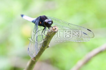 微距摄影 超漂亮稀有昆虫 蜻蜓