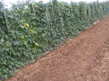 豇豆种植