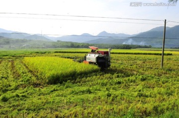 收割稻田