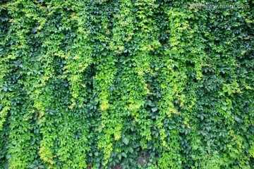 绿墙