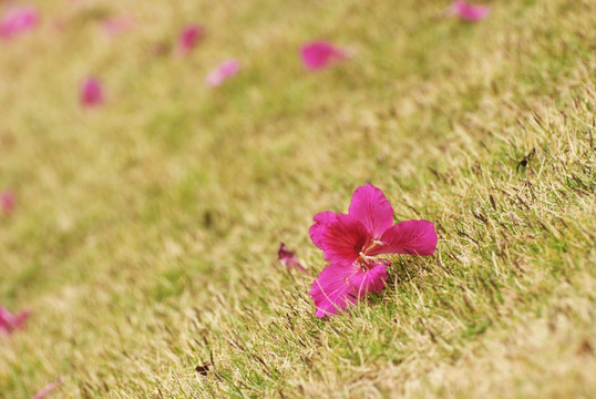 红花羊蹄甲 落花