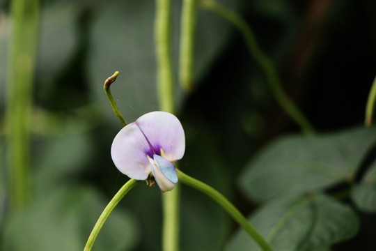 一朵紫色豇豆花朵