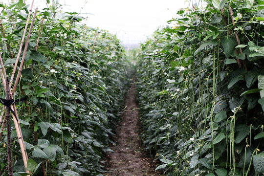 豇豆种植基地