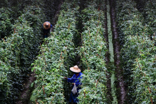 手工采摘豇豆