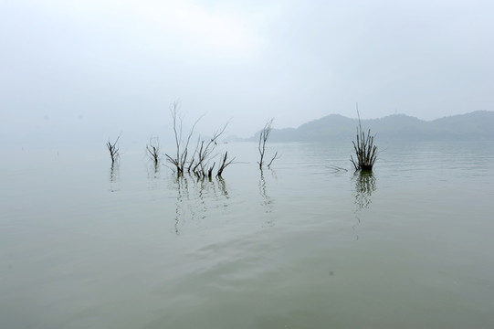 临安青山湖水杉树