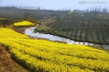 油菜花开 春天