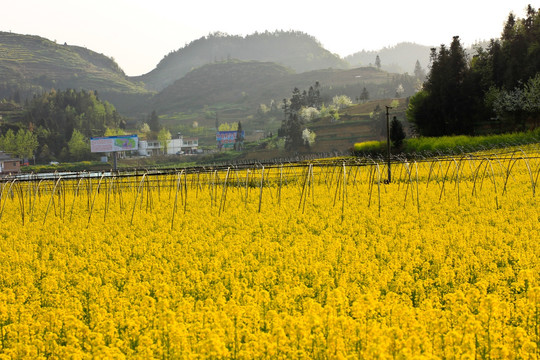 叙永县麻城乡新农村苗圃油菜花