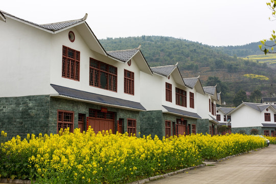 叙永落卜草坝新村民居油菜花